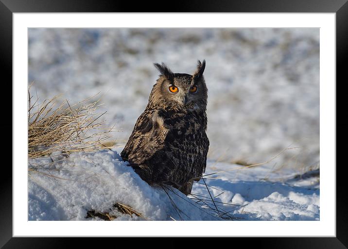  Owl in snow Framed Mounted Print by John Boyle
