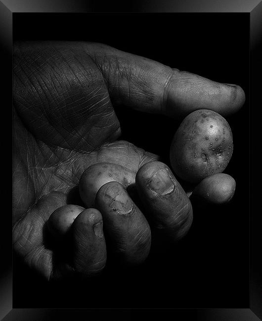 Tattie picking Framed Print by John Boyle