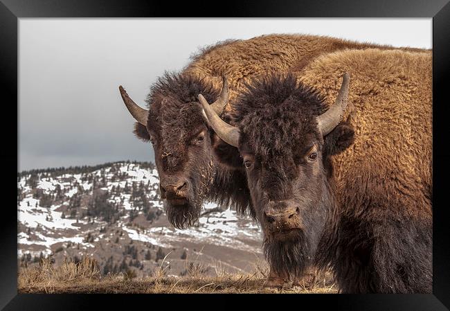 Two Bison Framed Print by Gary Beeler