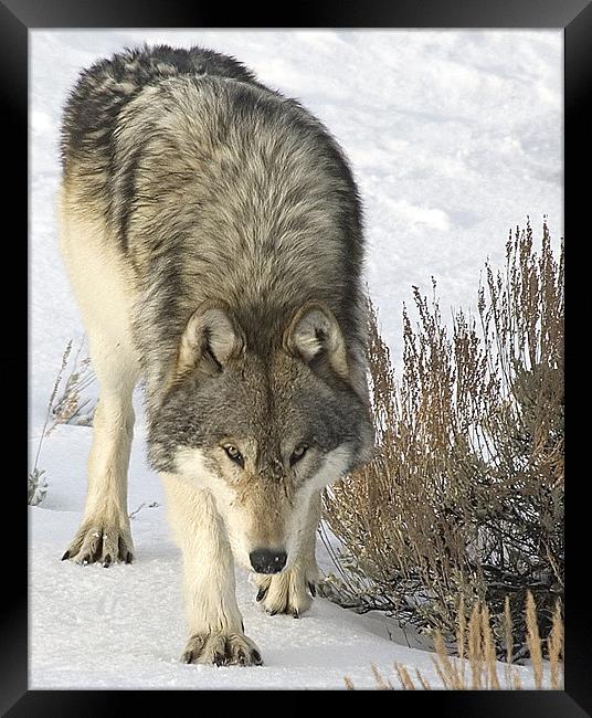 Gray Wolf Framed Print by Gary Beeler