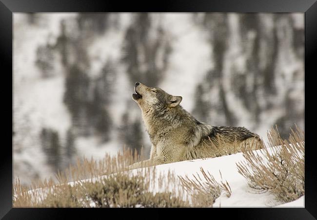 Wolf Howling Framed Print by Gary Beeler