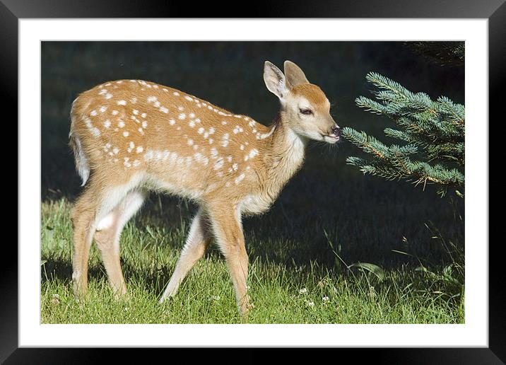 White-tailed Fawn Framed Mounted Print by Gary Beeler