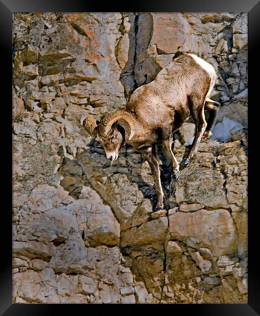 Bighorn Ram Descending Cliff Framed Print by Gary Beeler