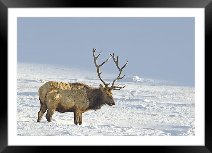 Bull Elk In Snow Framed Mounted Print by Gary Beeler
