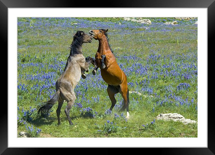 Dueling Mustangs Framed Mounted Print by Gary Beeler