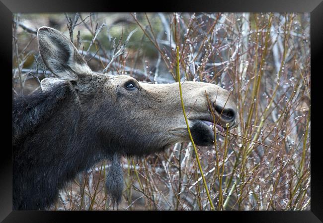 Cow Moose Dining Framed Print by Gary Beeler