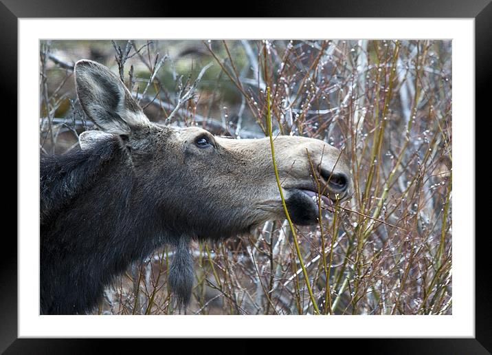 Cow Moose Dining Framed Mounted Print by Gary Beeler