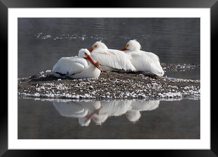 Pelicans Framed Mounted Print by Gary Beeler