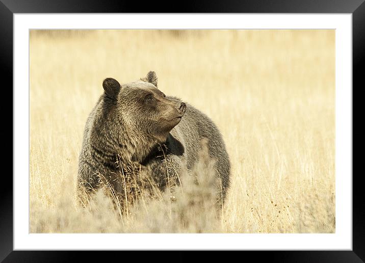 Grizzly Bear Framed Mounted Print by Gary Beeler
