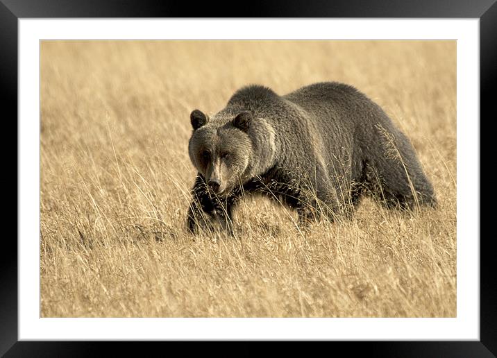 Grizzly  On The Prowl Framed Mounted Print by Gary Beeler