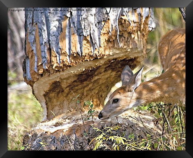 Beaver Wannabe Framed Print by Gary Beeler