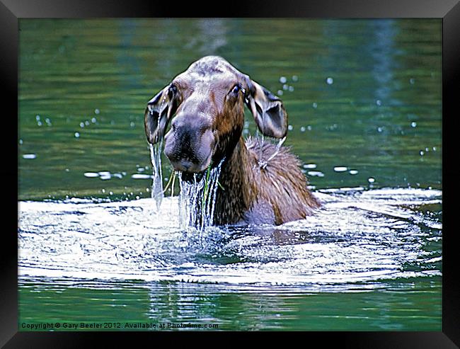 Mossy Moose Framed Print by Gary Beeler