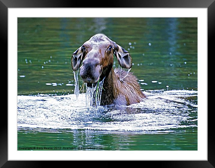 Mossy Moose Framed Mounted Print by Gary Beeler