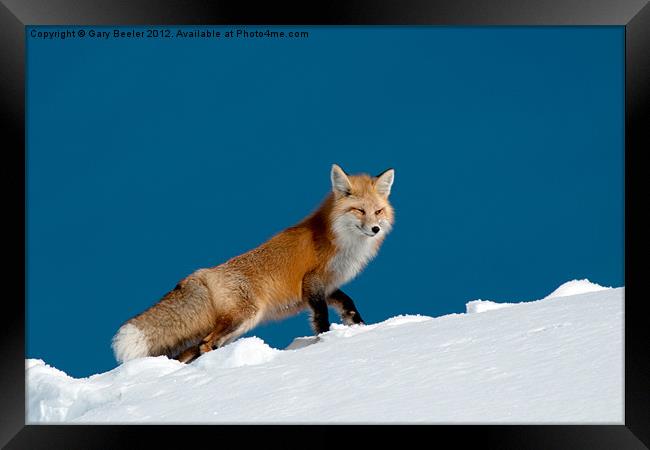 Red Fox Framed Print by Gary Beeler