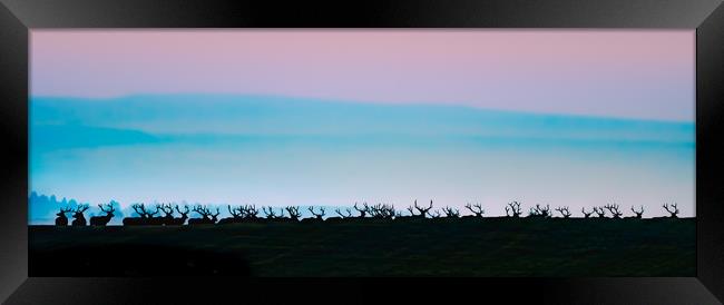 Wild Bull Elk Silhouetted Against A Rising Sun Framed Print by Gary Beeler