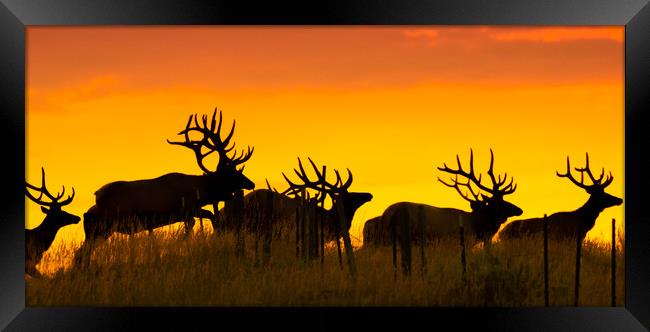 Bull Elk Jumping Over Fence Framed Print by Gary Beeler