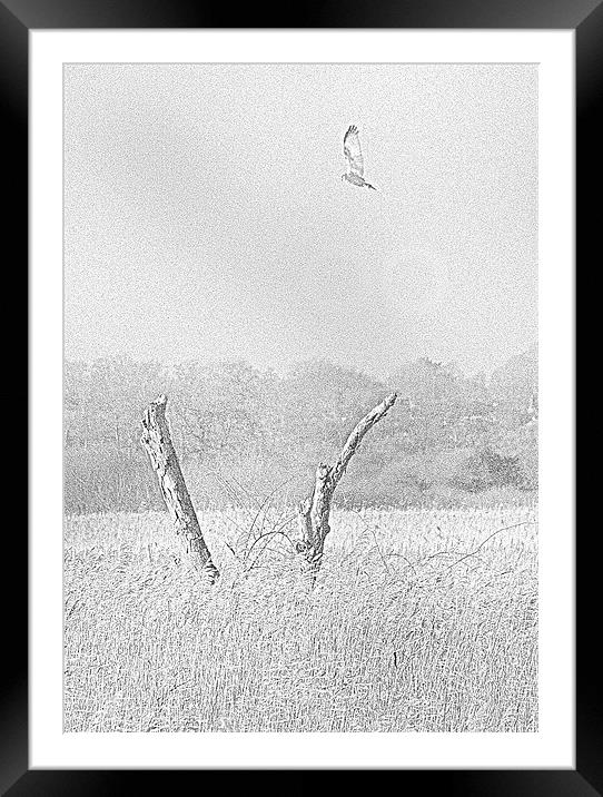 Marsh Harrier Framed Mounted Print by steve pitman