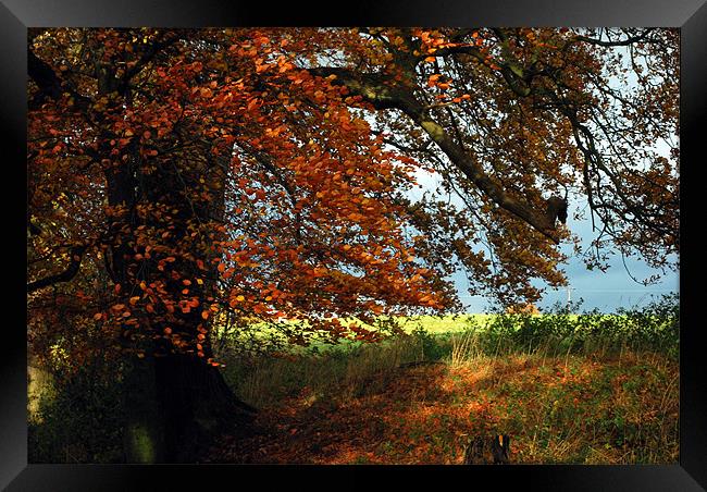 Englands Autumn Framed Print by Karen Harding