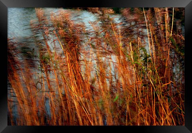 Blustery Day Framed Print by Karen Harding