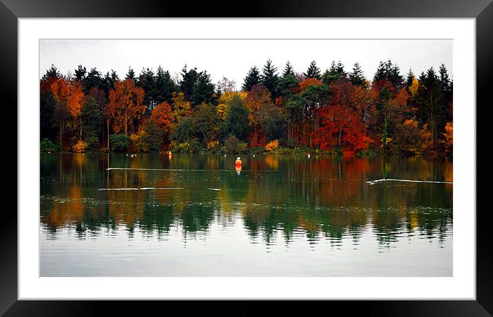 AUTUMN TREES REFLECTIONS Framed Mounted Print by Karen Harding