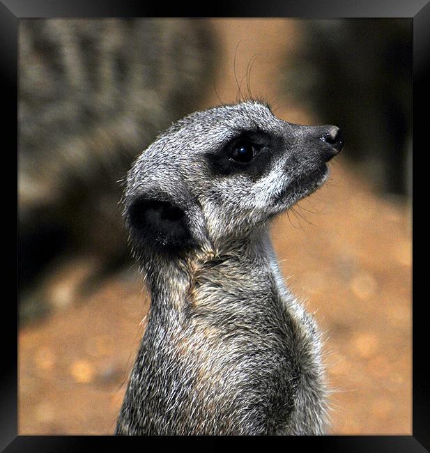 Meerkat.com Framed Print by Karen Harding