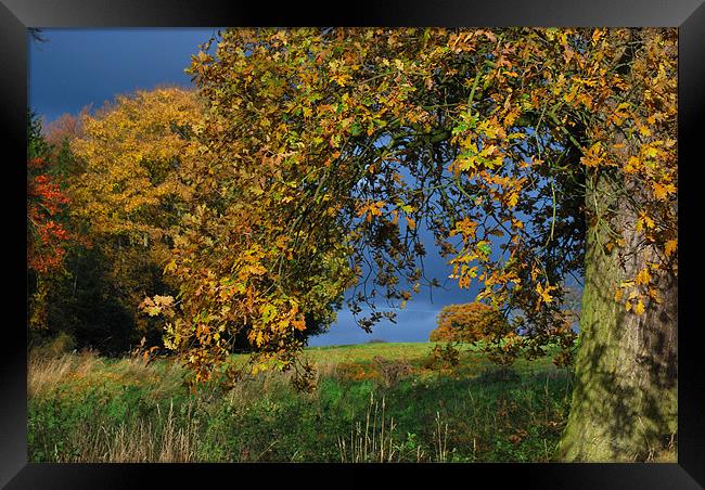 The Oak Framed Print by Karen Harding