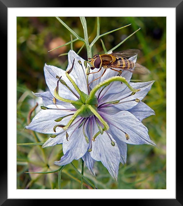 Wasp on Blue Flower Framed Mounted Print by Pat Carroll