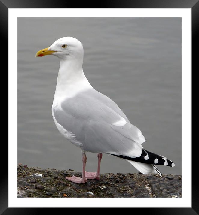 Aberdeen Seagull Framed Mounted Print by Pat Carroll