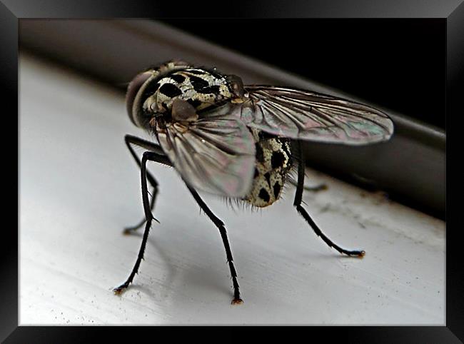 The Fly Framed Print by Pat Carroll