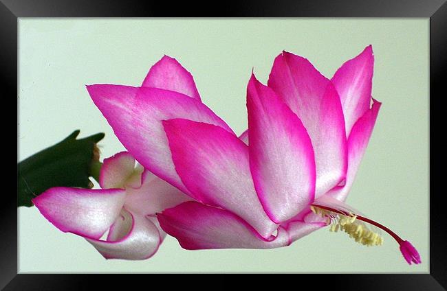 Christmas cactus in bloom 2 Framed Print by Don Brady