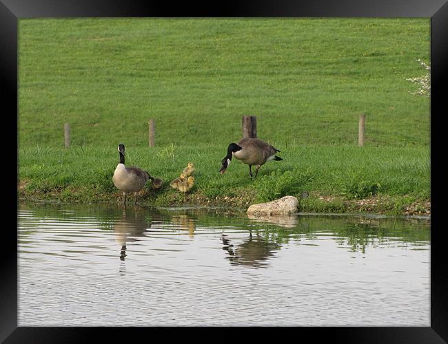 Geese 1733 Framed Print by Don Brady