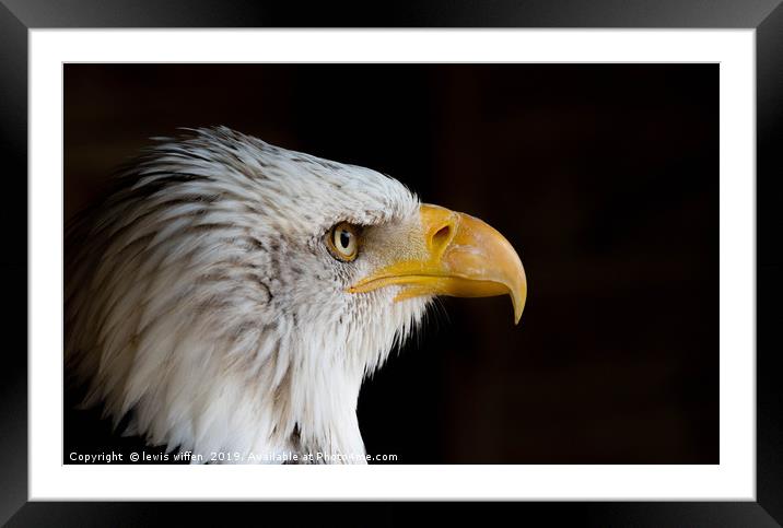 Staring Eagle Framed Mounted Print by Lewis Wiffen