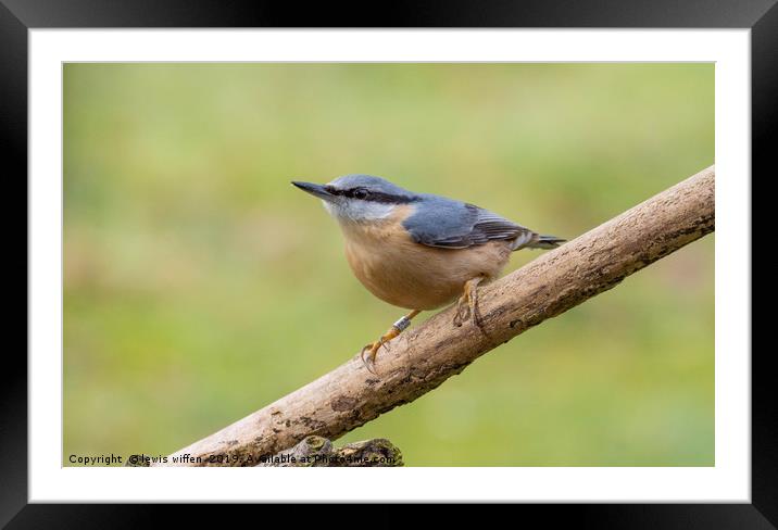 Nuthatch Framed Mounted Print by Lewis Wiffen