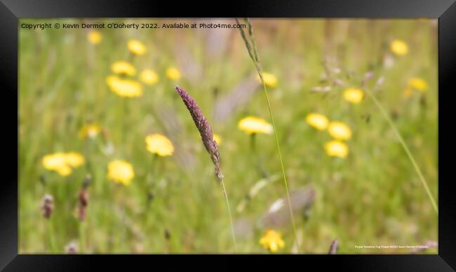 Purple Yorkshire Fog Flower Grass Framed Print by Kevin Dermot O'Doherty