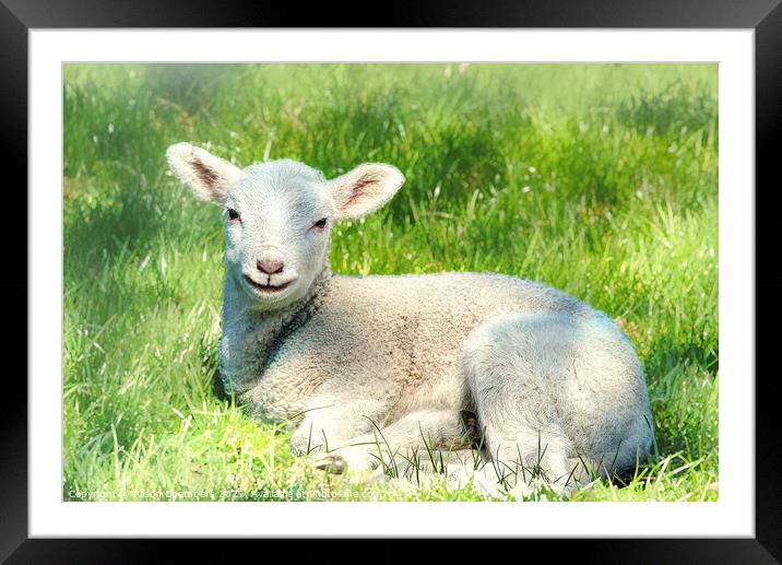  Lamb Framed Mounted Print by Alison Chambers