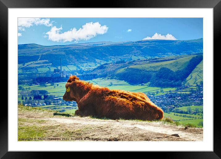 Moo With A View Framed Mounted Print by Alison Chambers