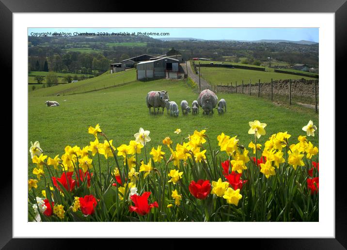 Springtime Shelley Woodhouse Framed Mounted Print by Alison Chambers