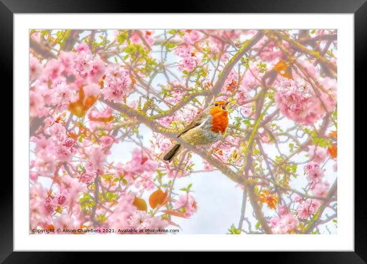 Singing Robin Redbreast  Framed Mounted Print by Alison Chambers