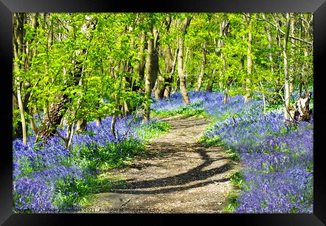 A Path Through The Bluebells Framed Print by Alison Chambers