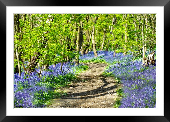 A Path Through The Bluebells Framed Mounted Print by Alison Chambers