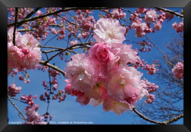 Double Pink Cherry Blossom Framed Print by Alison Chambers