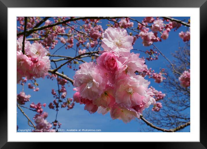 Double Pink Cherry Blossom Framed Mounted Print by Alison Chambers