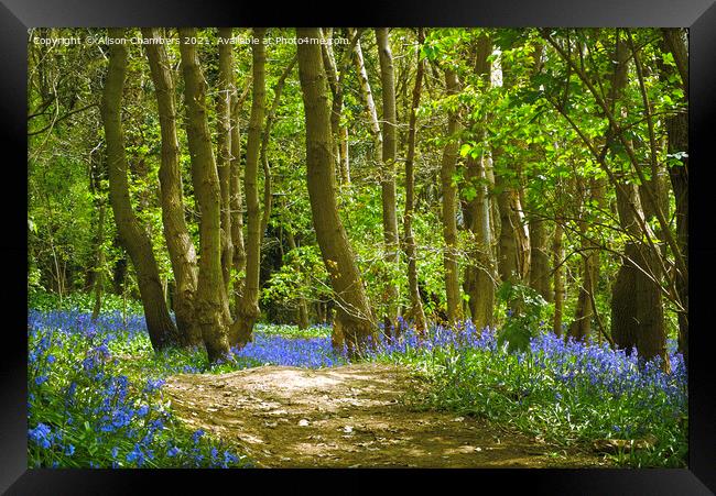 Trees and Bluebells Framed Print by Alison Chambers