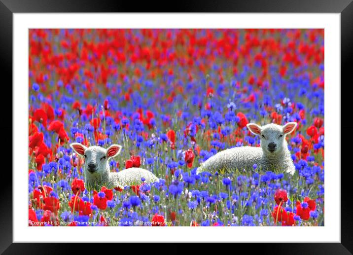Spring Lambs Framed Mounted Print by Alison Chambers