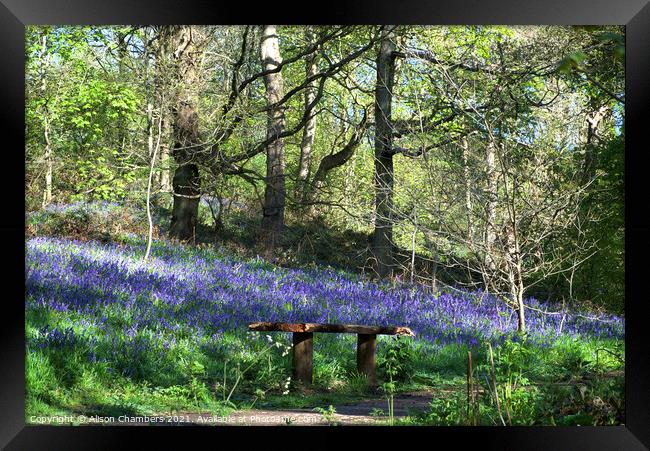 Woolley Wood Bluebell Seat Framed Print by Alison Chambers