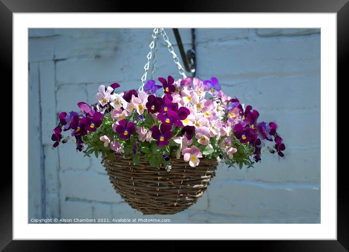 Hanging Basket Framed Mounted Print by Alison Chambers