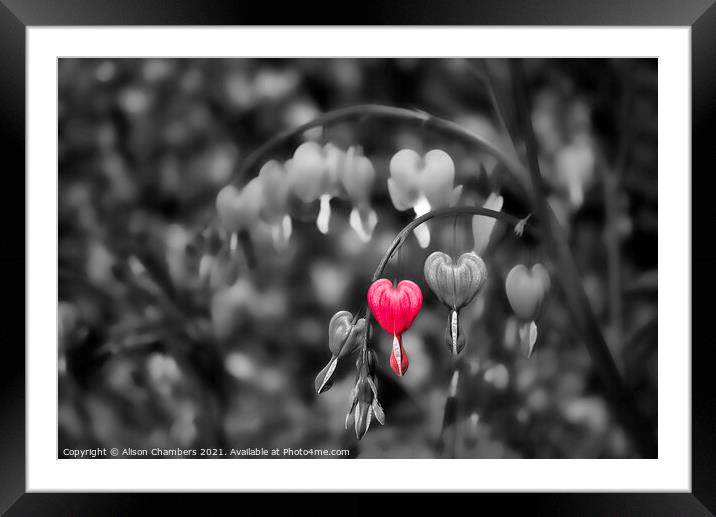 Show Your Love Framed Mounted Print by Alison Chambers