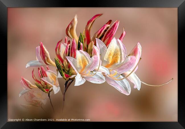 Azalea Framed Print by Alison Chambers