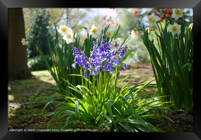 Bluebells Framed Print by Alison Chambers
