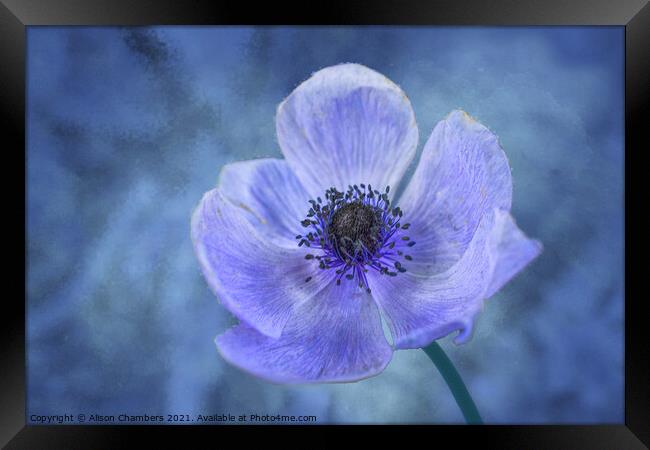 Blue Anemone Framed Print by Alison Chambers
